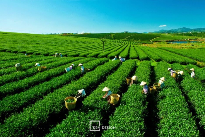 Thiết kế quán VCV Coffee tại Thái Nguyên