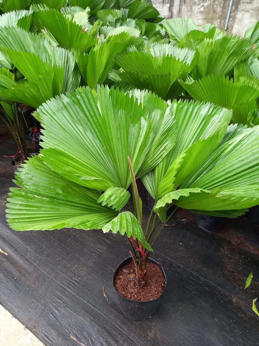 Loại cây xanh phù hợp cho quán cafe sân vườn