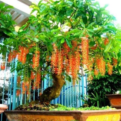 Loại cây xanh phù hợp cho quán cafe sân vườn