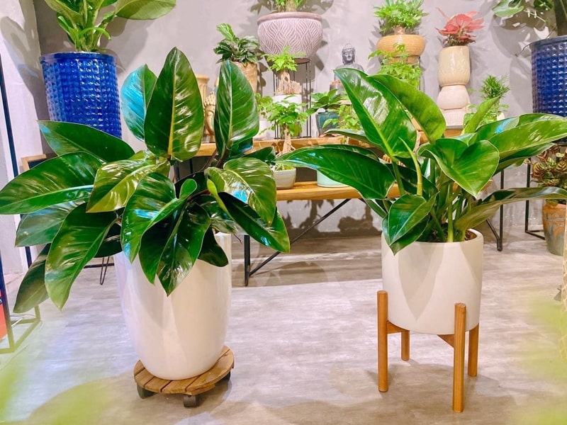 Loại cây xanh phù hợp cho quán cafe sân vườn