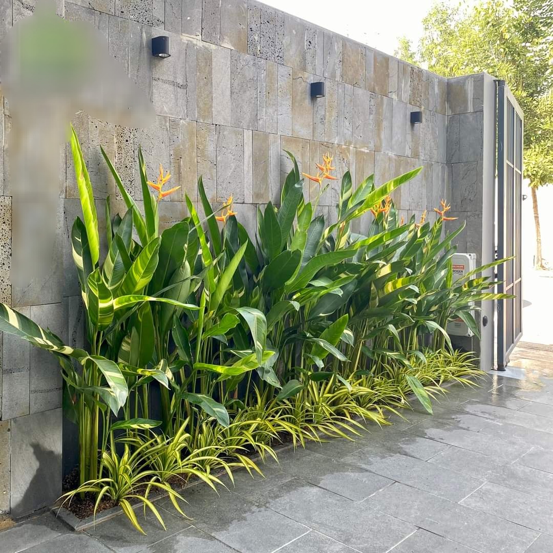 Loại cây xanh phù hợp cho quán cafe sân vườn