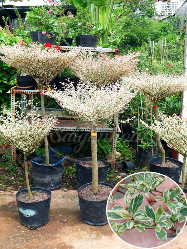 Loại cây xanh phù hợp cho quán cafe sân vườn